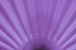 热搜关键词：神秘的紫贝壳