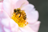 女王蜂的生态习性及群体结构