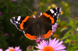 10个最吓人的蝴蝶照片(惊人发现：原来这些蝴蝶是世界上最吓人的！)
