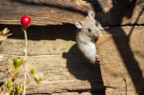 关于蟑螂鼠的危害及其防治方法